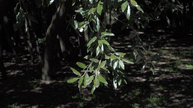branches and leaves of holm oak moving in the wind, natural park of Etna in Sicily - slow motion
