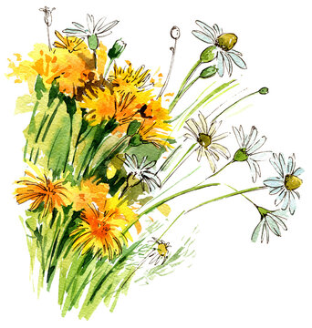 Bouquet of field flowers, chamomile, dandelion. Watercolor illustration. Hand draw sketch