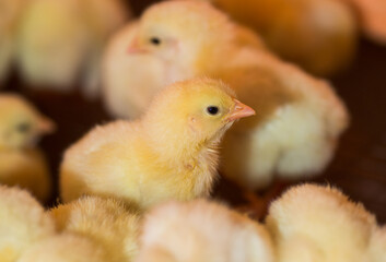 chickens in a cage