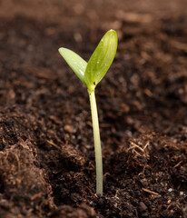 A small sprout of a cucumber in the ground in spring.