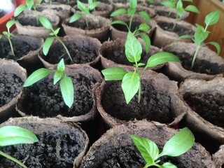 Young seedlings of bell pepper in a peat pots. Ecological home growing of pepper seedlings in biodegradable pots indoors in spring