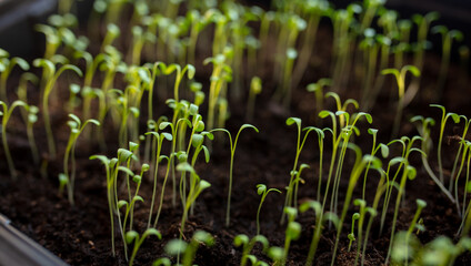 Small sprouts of lettuce in the ground in spring.