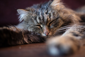 The cat sleeps on the floor