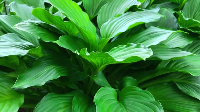 Hosta Green Leaves Swaying in the Wind
