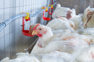 chicken and chicken production at the poultry farm.