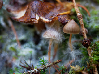 Group of psilocybin mushrooms  growing on the forest moss. Known as magic mushrooms, commonly as shrooms, are a polyphyletic, informal group of fungi that contain psilocybin which turns into psilocin.