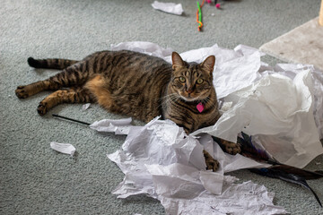 Close up view of a gray and brown striped tabby cat playing with a pile of torn up tissue paper on...