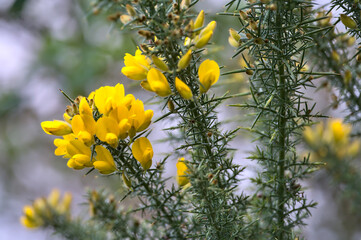 Beautiful closeup view of yellow gorse (Ulex) wild flowers growing everywhere in Ireland all the year round, Dublin, Ireland