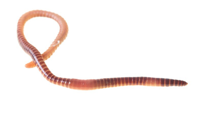 Earthworm on a white background.