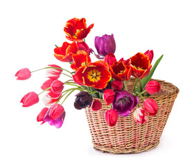 Fototapeta na wymiar Spring color tulips in a bouquet with pink, red beautiful flowers isolated
