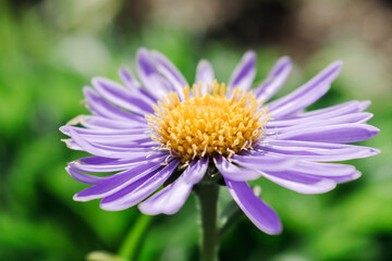 Fototapeta premium Lilac alpine aster close-up on the background of a flower bed.Gardening and floriculture concept.Selective focus with shallow depth of field.