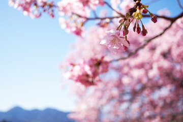 Kawazu cherry blossoms in full bloom and a refreshing blue sky