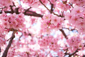 Kawazu cherry blossoms in full bloom and a refreshing blue sky