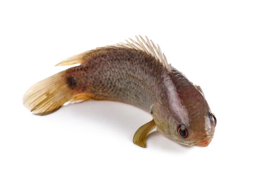 Climbing perch fish isolated on white background