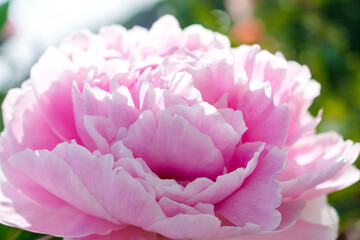 Pink terry peony close-up.Gardening and floriculture concept.Selective focus with shallow depth of field.