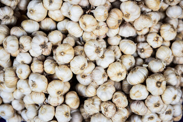 White garlic in plenty background