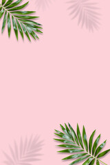 green palm leaves Monstera on pink background. Flat lay, top view