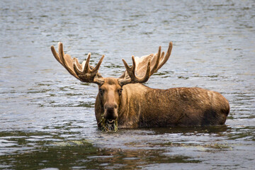 Big moose with huge antlers, standing in the water and eating and chewing grass, Alaska