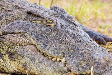 Crocodile eye portrait Botswana Chobe Africa photos 