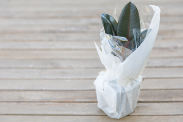 Tree in pot is wrapped for Postal delivery