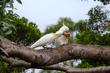 Two Australian Sulphur-crested cockatoos eating a whole passionfruit after snatching it from a vine. One parrot tries to get some fruit from the other. © makkuro kurosuke