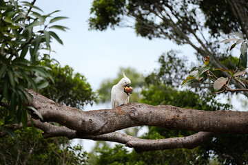 Australian Sulphur-crested cockatoo eating a whole passionfruit after snatching it from a vine