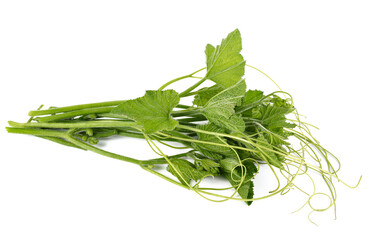 Leaf top of pumpkin tree on white background