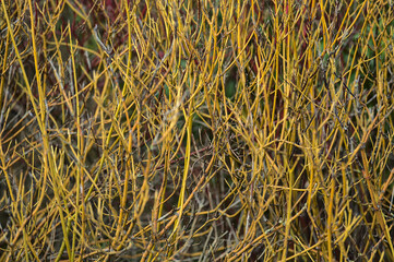 Beautiful early spring view of yellow and red stems of Tatarian Dogwood and Golden-Twig Dogwood with colorful and distinctive twigs in winter, Dublin, Ireland