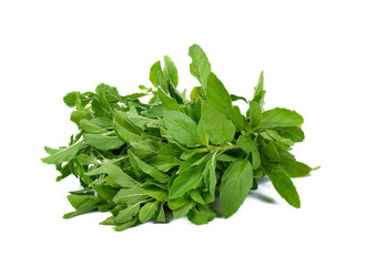 Obraz premium Basil leaves on a white background