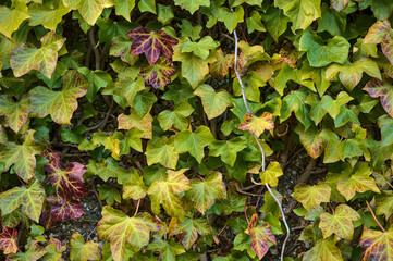 Beautiful spring colorful leaves of ivy hedera helix plant clinging and climbing on the wall, Dublin, Ireland. Hedera helix background