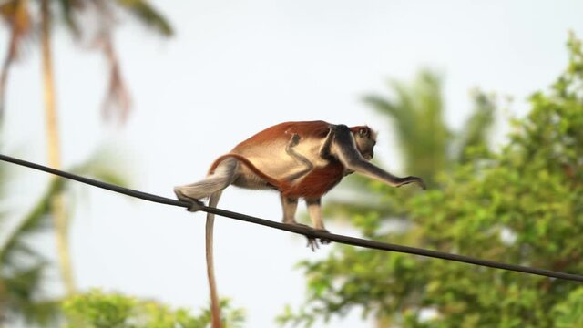 Zanzibar Red Colobus - Piliocolobus kirkii monkey endemic to Unguja, main island of Zanzibar Archipelago, off the coast of Tanzania, also known as Kirks red colobus, climbing, hanging and calling.