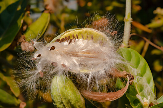 A dahlia seed that can be propagated
