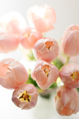 Obraz na płótnie Canvas Close-up of pink tulips