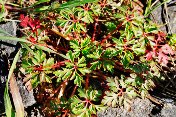 Plant of geranium robertianum or herb Robert