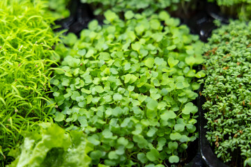 micro-greens are sold on the market