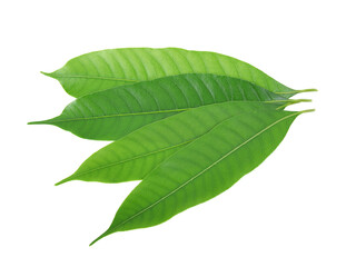 Green Marian Plum leaves on a white background