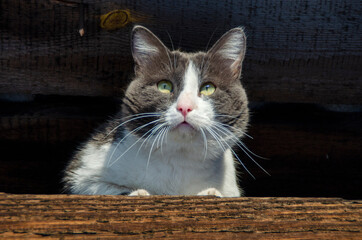 Portrait of a village street cat