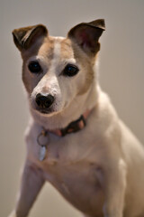 Beautiful close up view of cute Jack Russell Terrier dog lying on stairs. Very sad dog. Dogs eyes and ears. Animal emotions. Vertical sound view