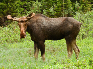 bull moose grazing in the willows in summer at brainard lake in the indian peaks eilderness area,...
