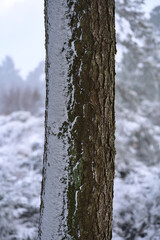 Fototapeta premium Beautiful vertical view of winter wind texture of snow on fir tree trunk in Ticknock Forest National Park, Co. Dublin, Ireland. Unusual Irish winter. Orientation concept