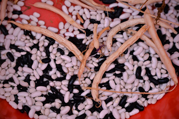 black and white beans in a bowl. Fresh Phaseolus vulgaris plants picked from the garden