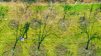 Fototapeta premium Aerial view on gardener who sprays fruit trees in orchard using atomizer