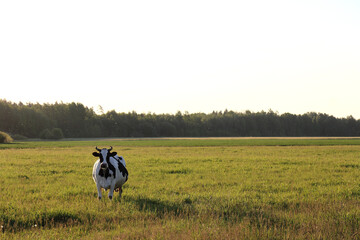 Obraz na płótnie Canvas black and white mammal on a large field on a forest background. cow in rural landscape