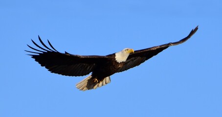 close up of a magnificent bald eagle in flight on a sunny winter day at barr  lake state park in brighton, near denver, colorado