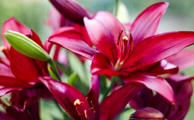 Beautiful spring or summer blooming Lily plant. Selective focus with shallow depth of field