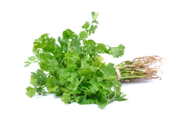 Cutout of fresh Coriander (Coriandrum sativum) leaves on white background