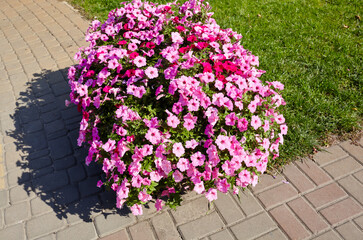 Naklejka premium Petunia, Pink Petunias in garden. Lush blooming colorful common garden petunias in city park