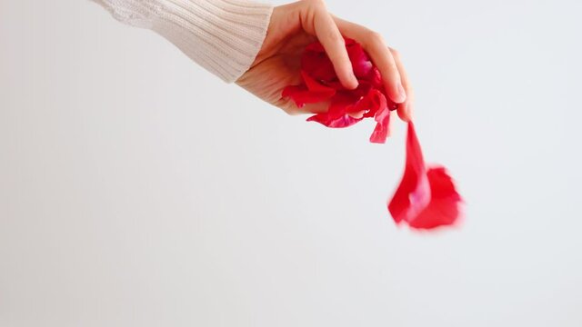 Red Rose Petals Are Falling From A Woman's Hand. Bottom View, White Background. Spring Concept.