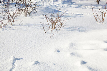 Fototapeta na wymiar Winter snow in park. Snowy white texture
