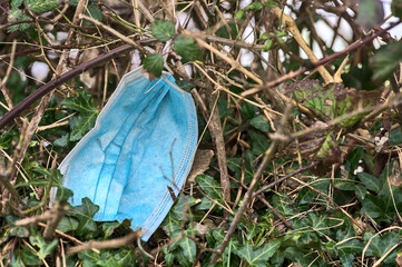Environmental pollution with disposable surgical face mask during COVID-19. Thrown away or lost dirty face mask on spiky shrub along the road, Ticknock, Dublin, Ireland